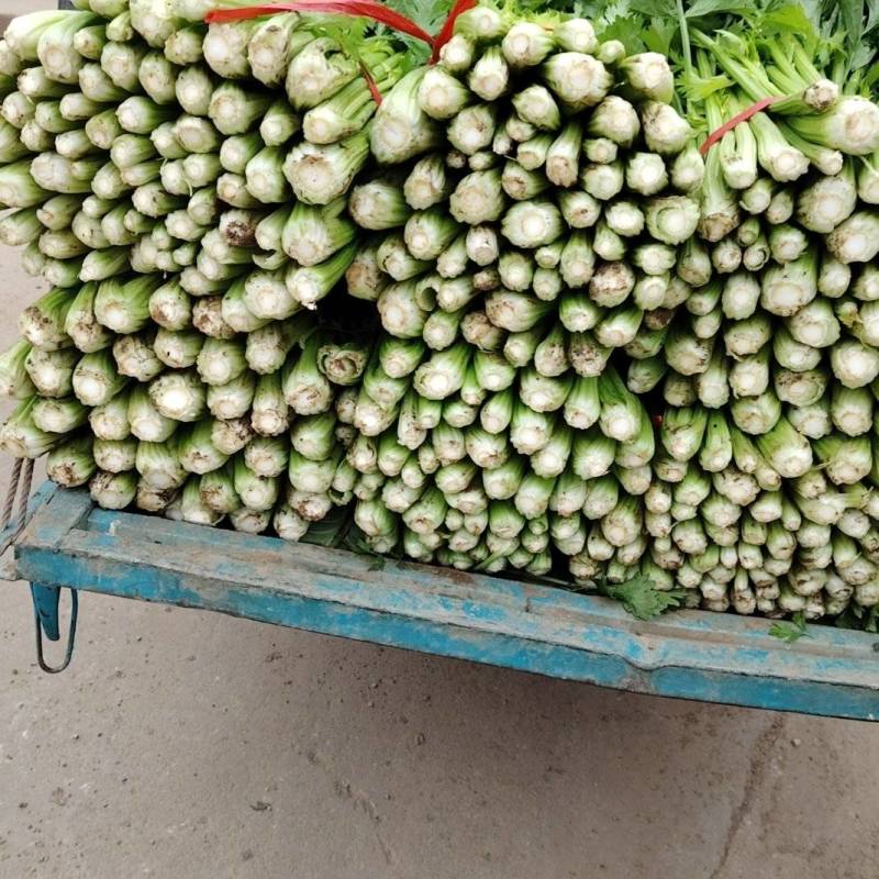 中细棵芹菜