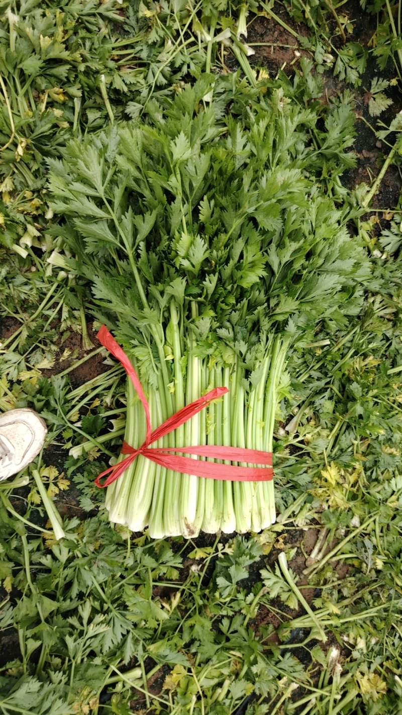 中细棵芹菜