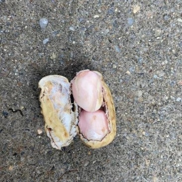 白沙花生鲜货