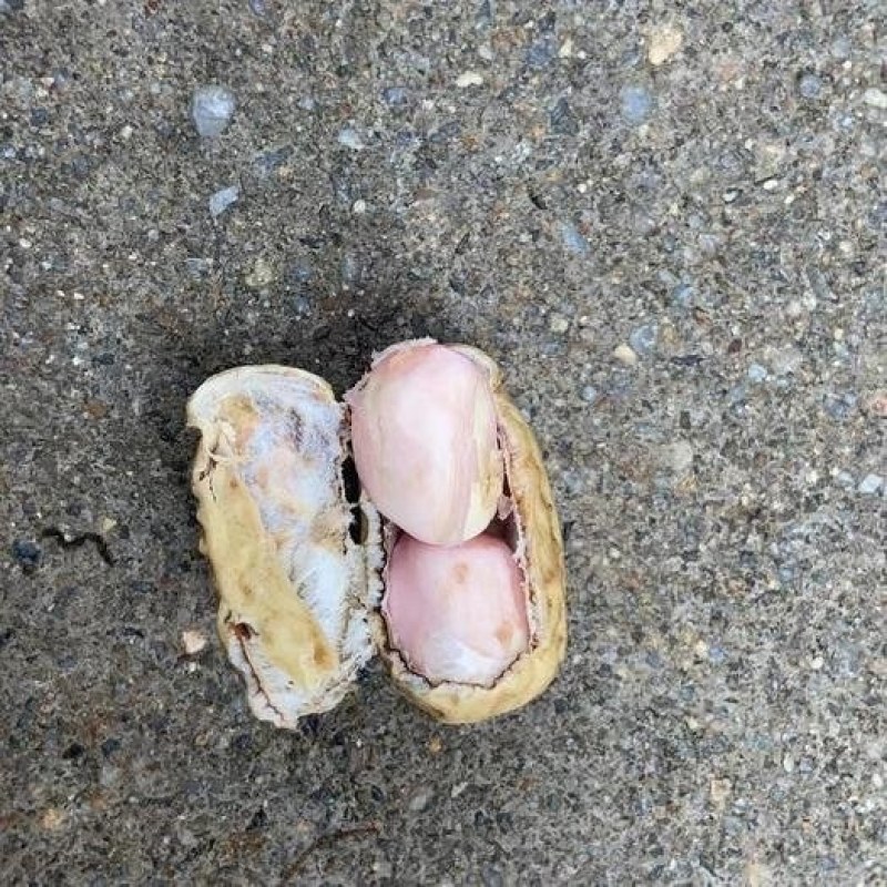 白沙花生鲜货