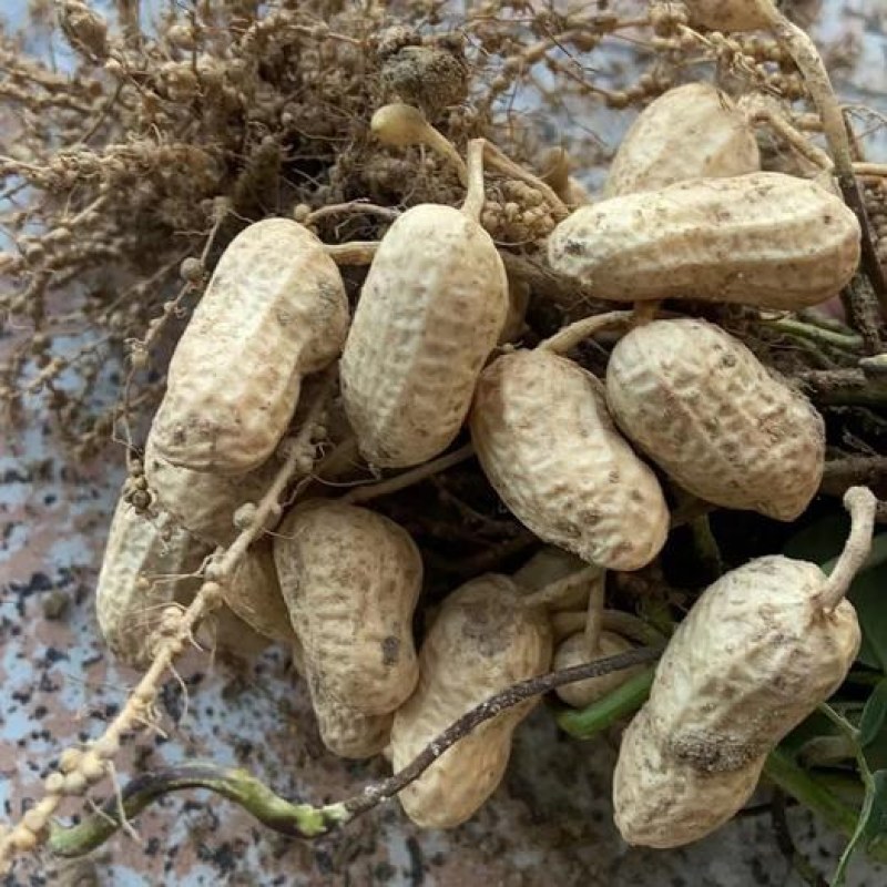 白沙花生鲜货