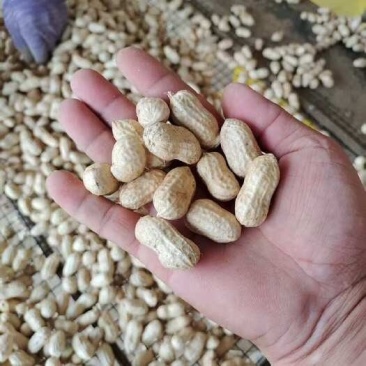 白沙花生鲜货