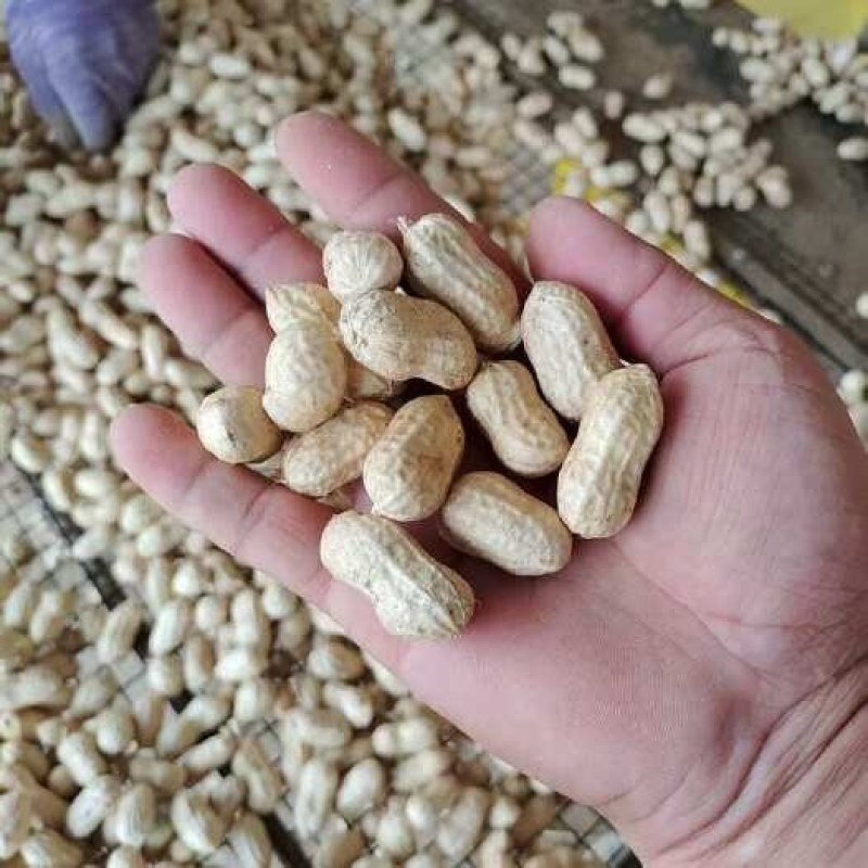 白沙花生鲜货