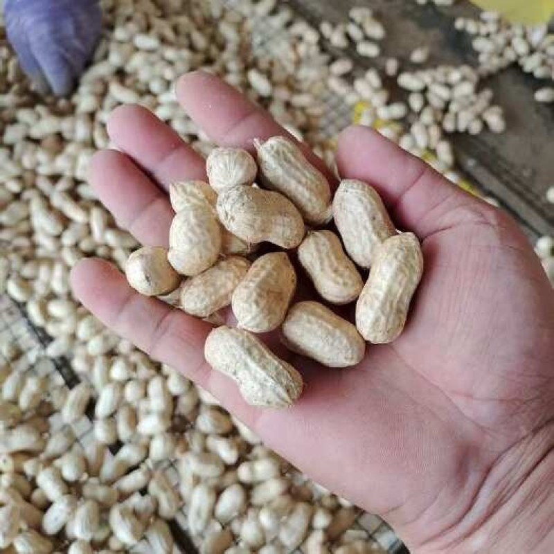 白沙花生鲜货