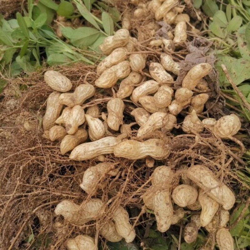 白沙花生鲜货