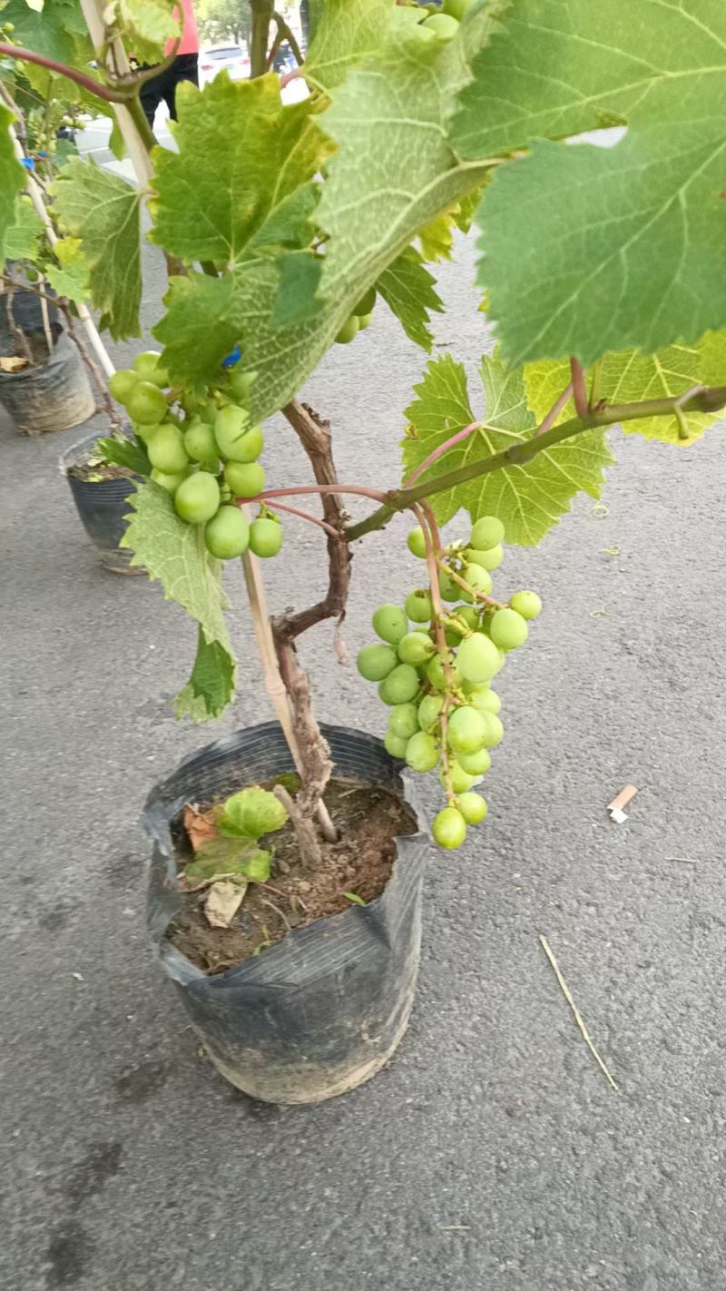 建园盆栽葡萄苗占地用盆栽葡萄苗