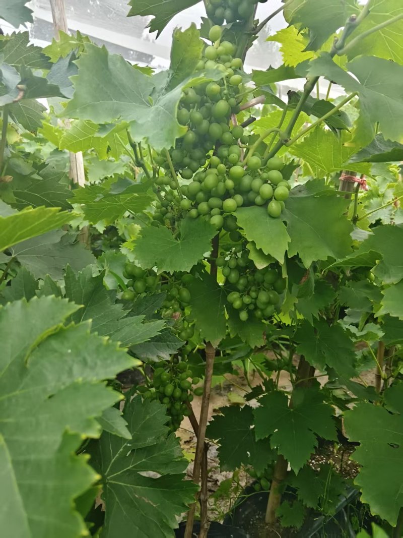 建园盆栽葡萄苗占地用盆栽葡萄苗