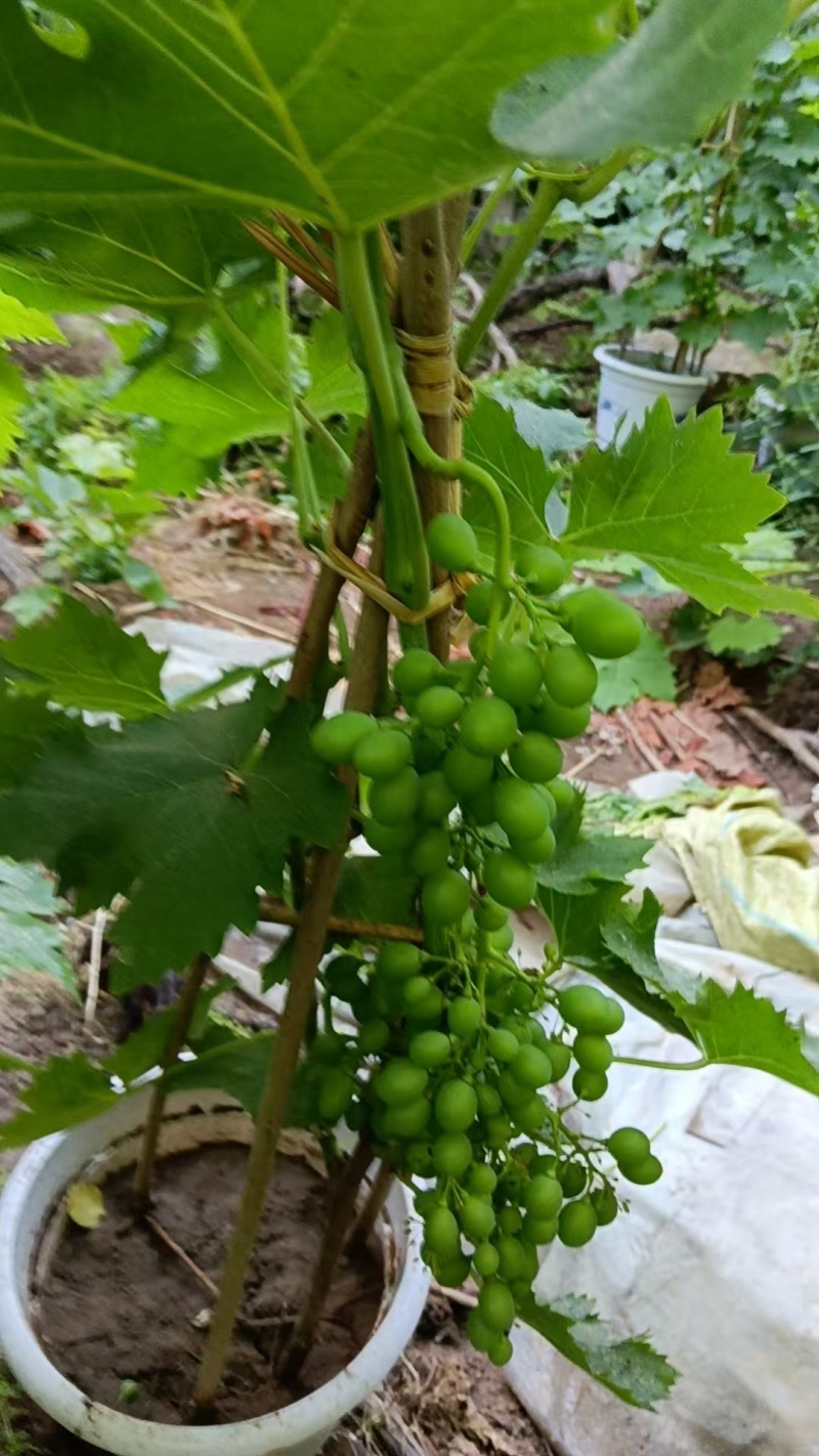 建园盆栽葡萄苗占地用盆栽葡萄苗