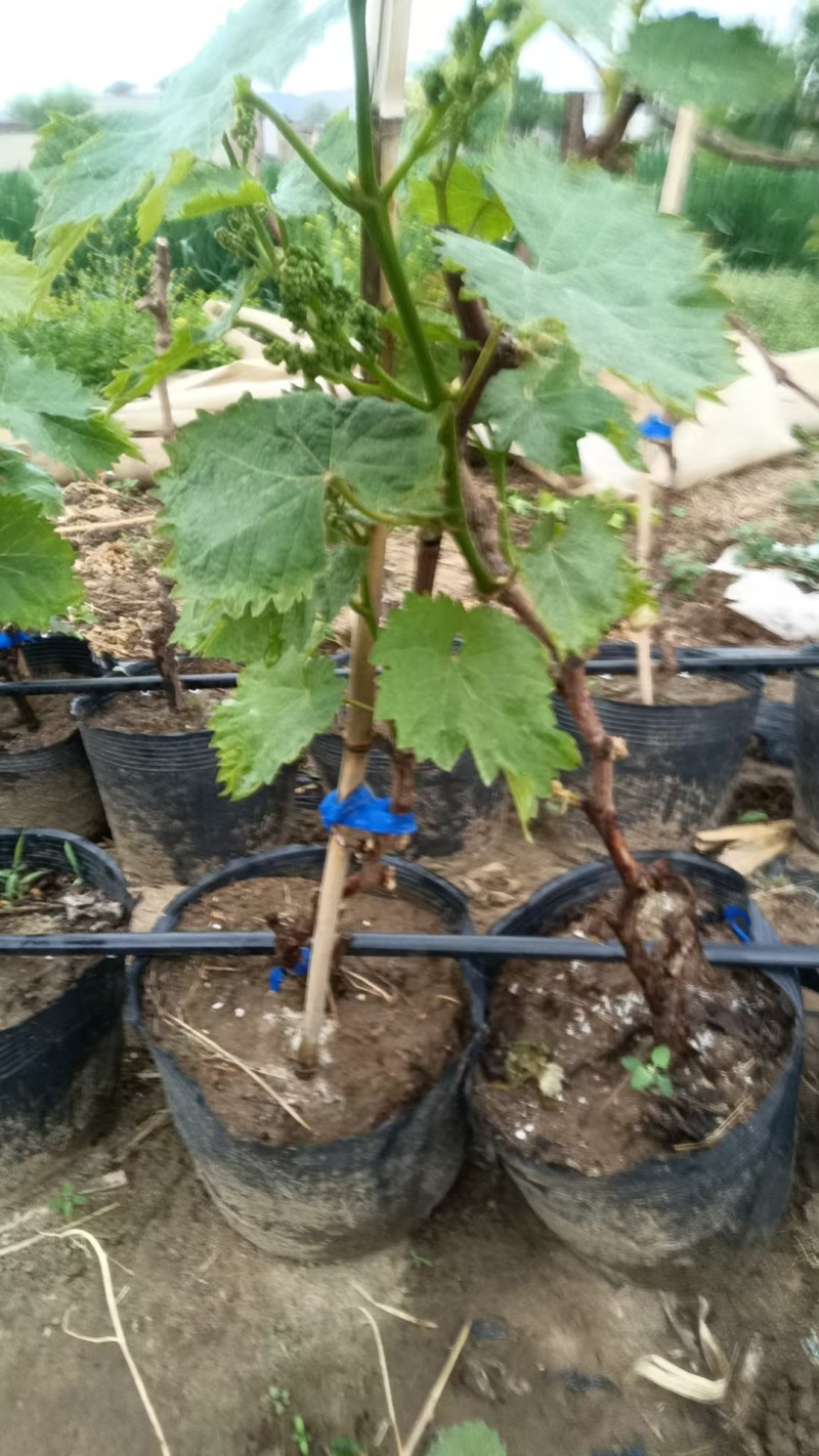 建园盆栽葡萄苗占地用盆栽葡萄苗