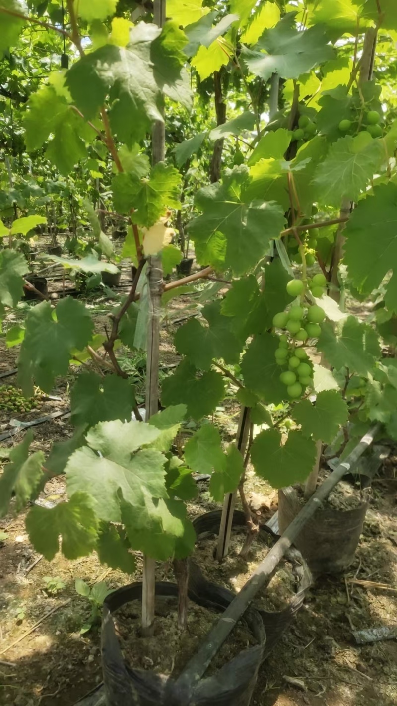 建园盆栽葡萄苗占地用盆栽葡萄苗