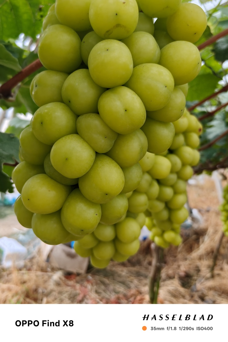 阳光玫瑰