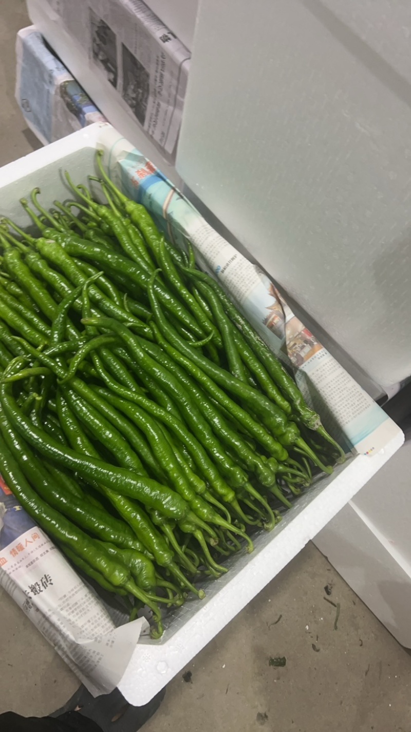新苗的辣椒品质好量大薄皮椒高山辣椒鲜辣椒
