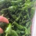 新苗的辣椒品质好量大薄皮椒高山辣椒鲜辣椒