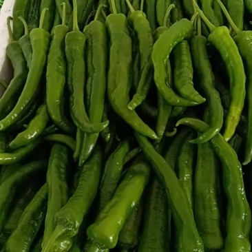 六号椒
