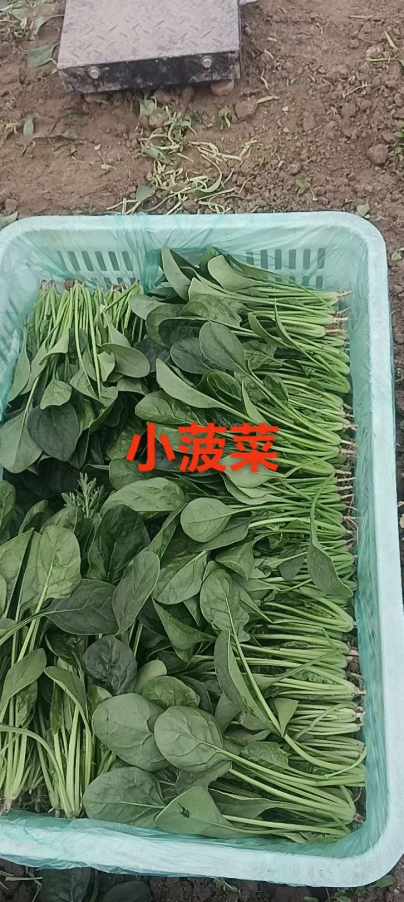 全品类食堂蔬菜大量供应产地直发拒绝高价