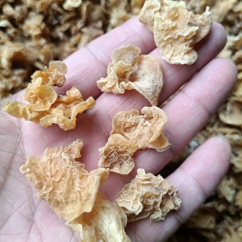 无根羊肚耳电商精品货羊肚耳批发零售电商好货源优质电商沙耳