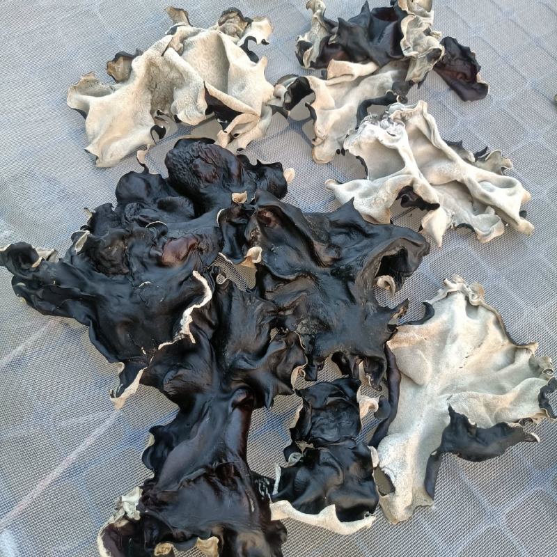 白背黑木耳优质无根挖洞白背木耳好货出口级白背黑木耳毛木耳