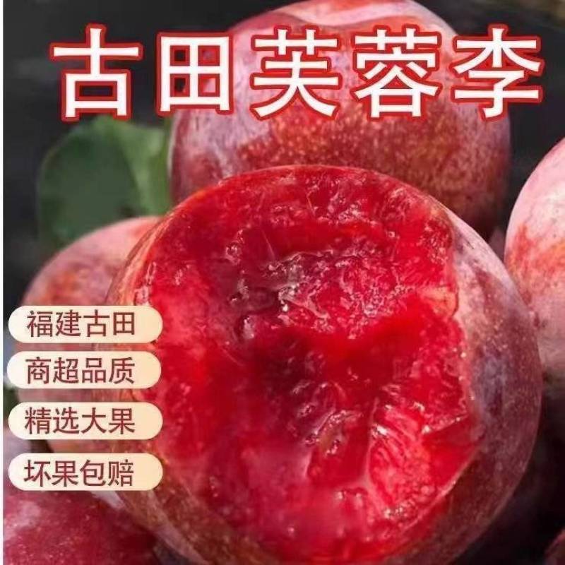 大大个福建古田芙蓉李子，红心李，精品市场超大果，产地直发