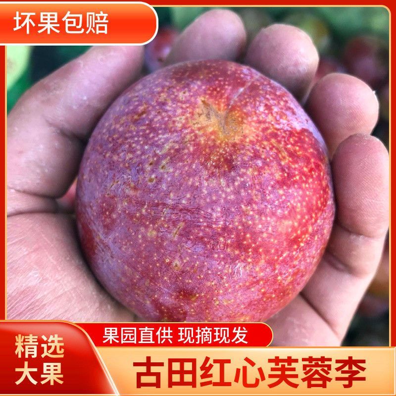 大大个福建古田芙蓉李子，红心李，精品市场超大果，产地直发