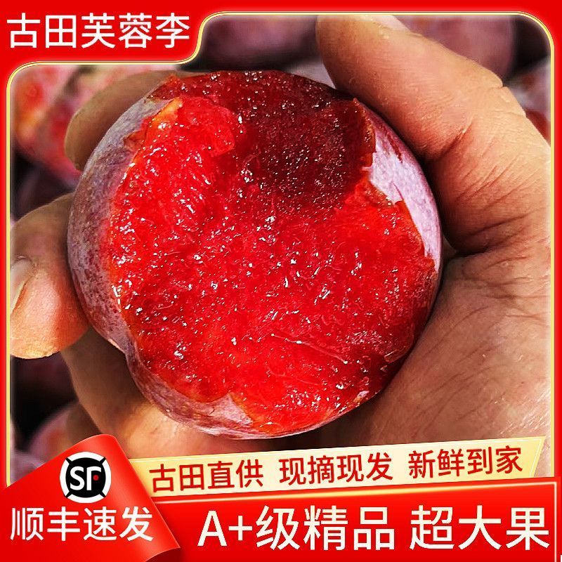 大大个福建古田芙蓉李子，红心李，精品市场超大果，产地直发