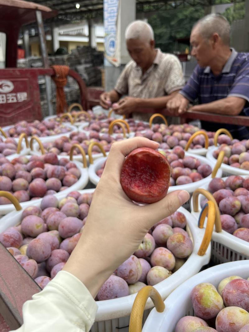 大大个福建古田芙蓉李子，红心李，精品市场超大果，产地直发