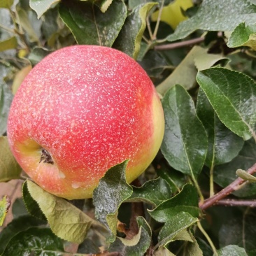 美八苹果，美国八号