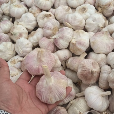 河北大蒜自家冷库随来随装粒粒饱满按要求分拣打包装车