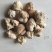 做提取使用猴头菇原料批发特价猴头菇批发猴头菇原料