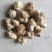 做提取使用猴头菇原料批发特价猴头菇批发猴头菇原料