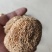 做提取使用猴头菇原料批发特价猴头菇批发猴头菇原料