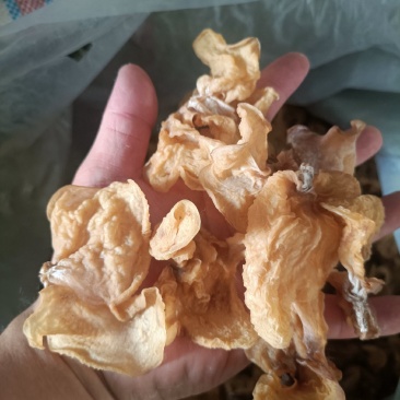 优质大片羊肚耳电商干货羊肚耳精品无根羊肚耳一级品羊肚耳