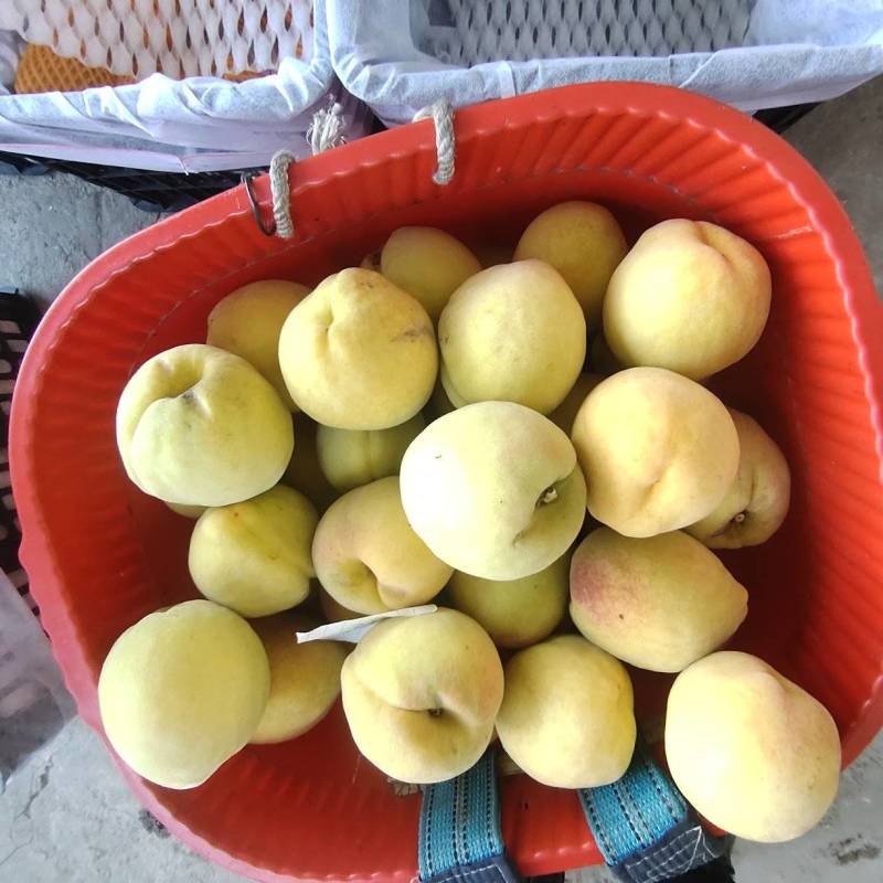 精品锦绣黄桃，4两以上，果面干净个大，肉甜，只做精品货。