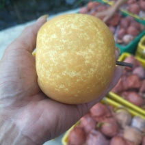 大量套袋翠冠梨、光头黄花梨果面干净化渣口感好无限供应。