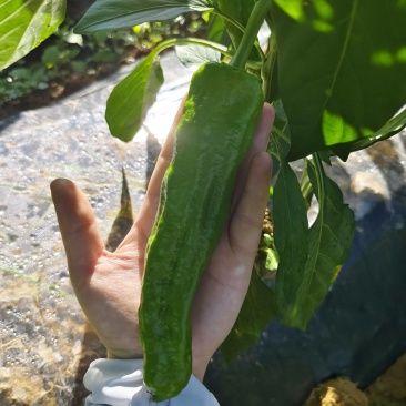 需要的最后一张图加v