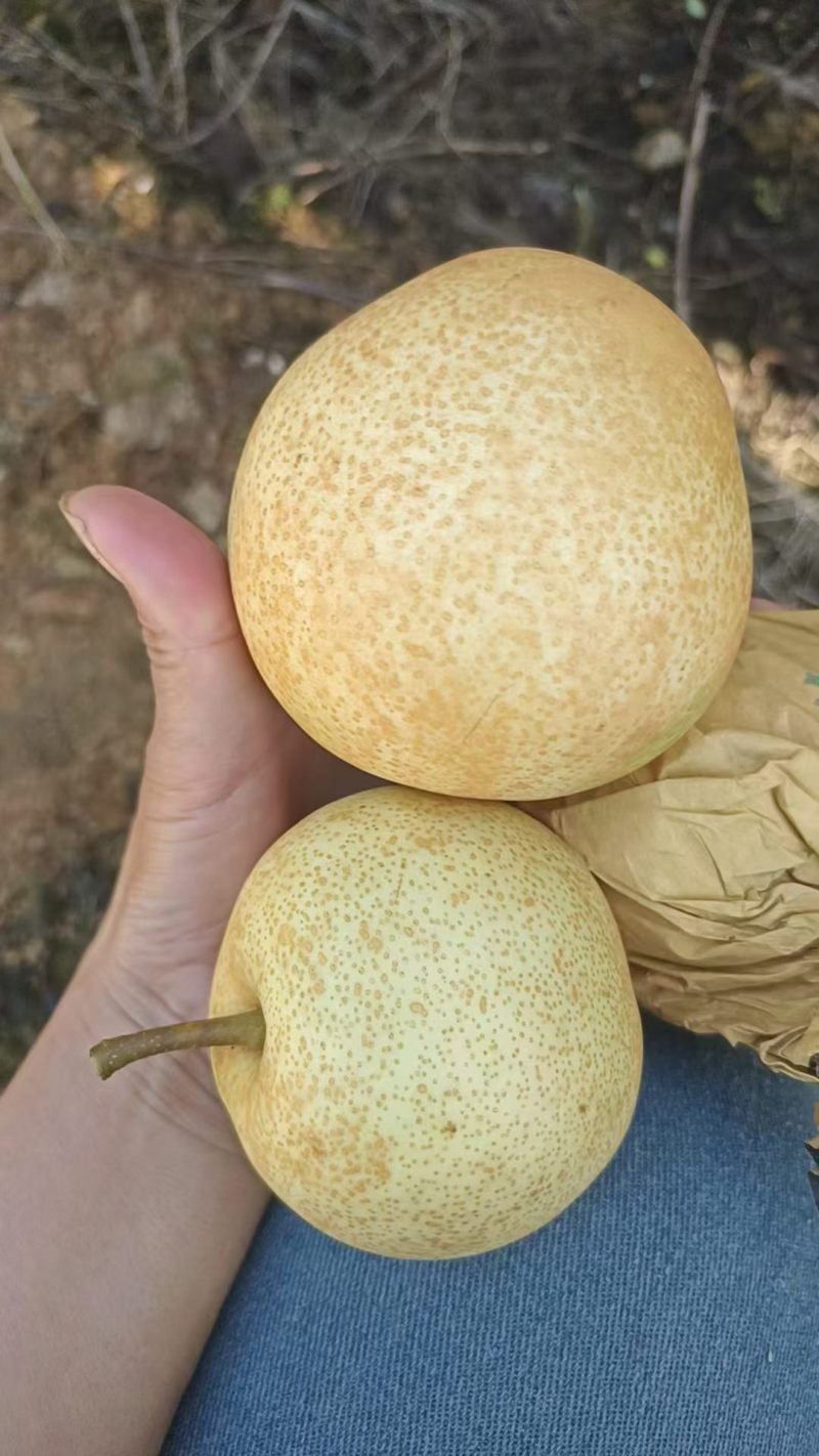 大量套袋翠冠梨、光头黄花梨果面干净化渣口感好无限供应。