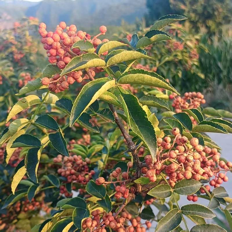 大红袍花椒鲜货