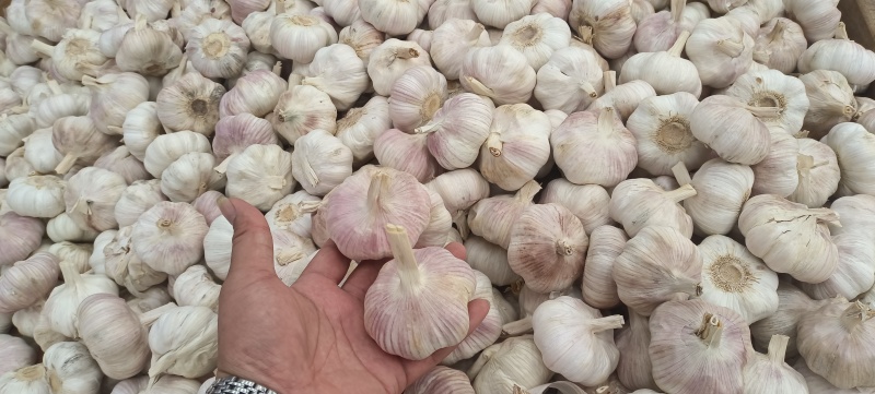 紫皮大蒜卖相好货量大承接加工电商商超社区团购直播带货