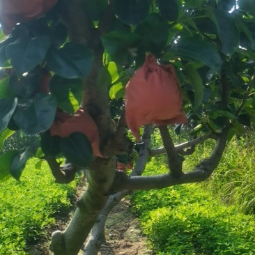 我要卖新玉蜜梨