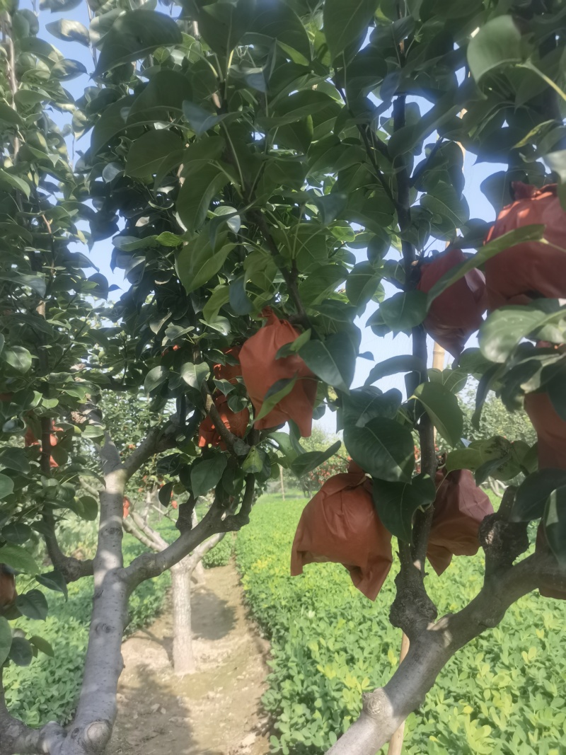 我要卖新玉蜜梨