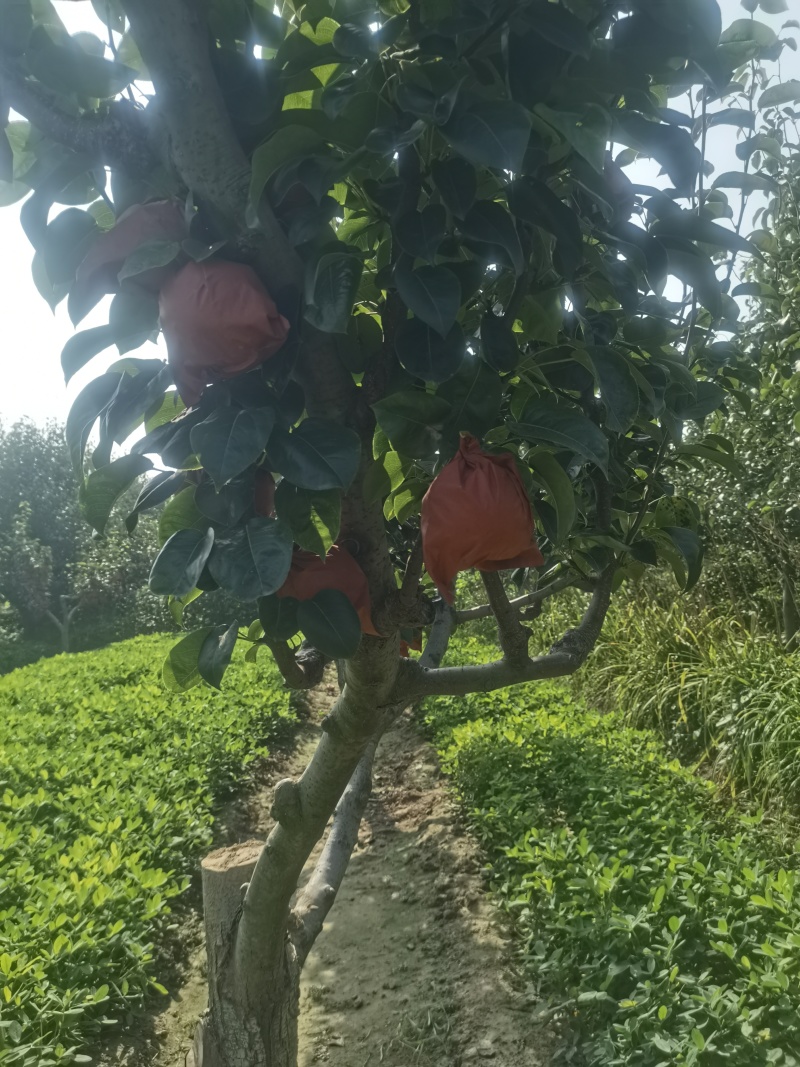 我要卖新玉蜜梨