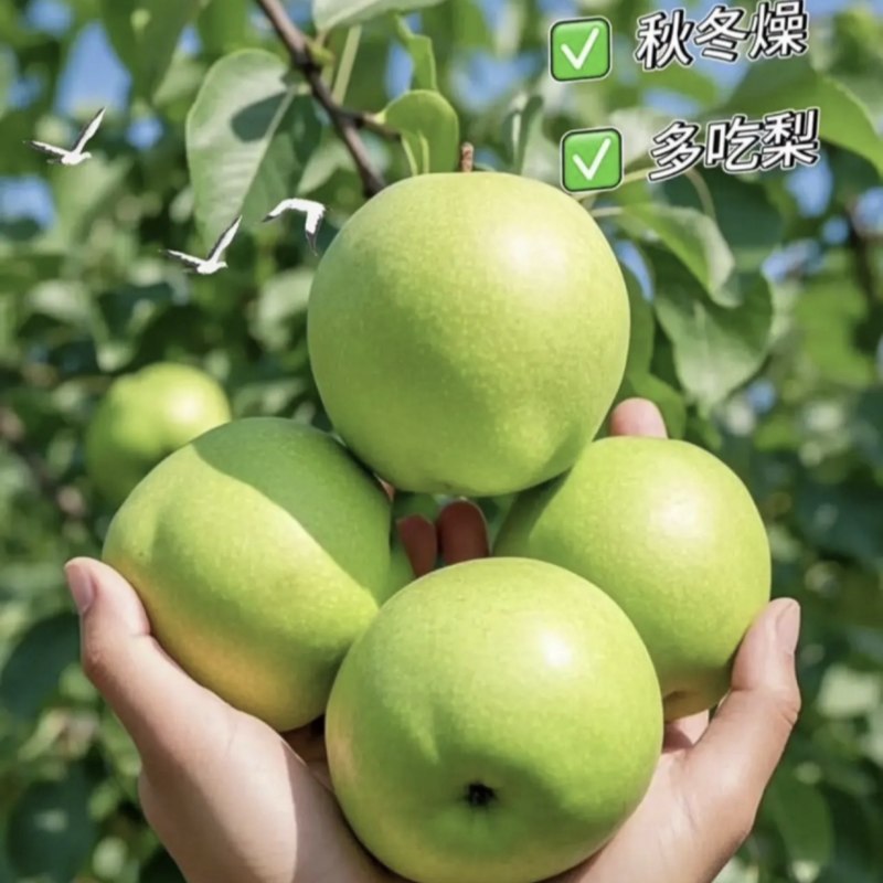 【推荐】安徽皇冠梨青皇冠梨白皇冠梨规格齐全欢迎采购