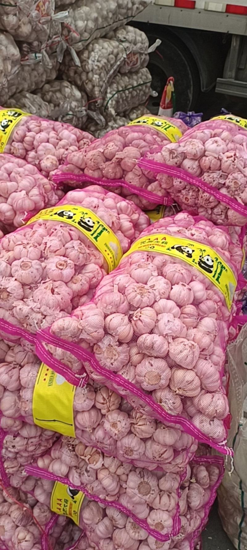 大蒜头