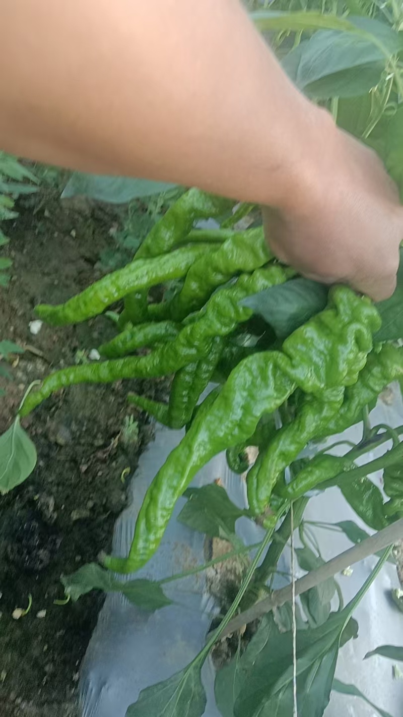 螺丝椒，薄皮高山精品螺丝椒，
