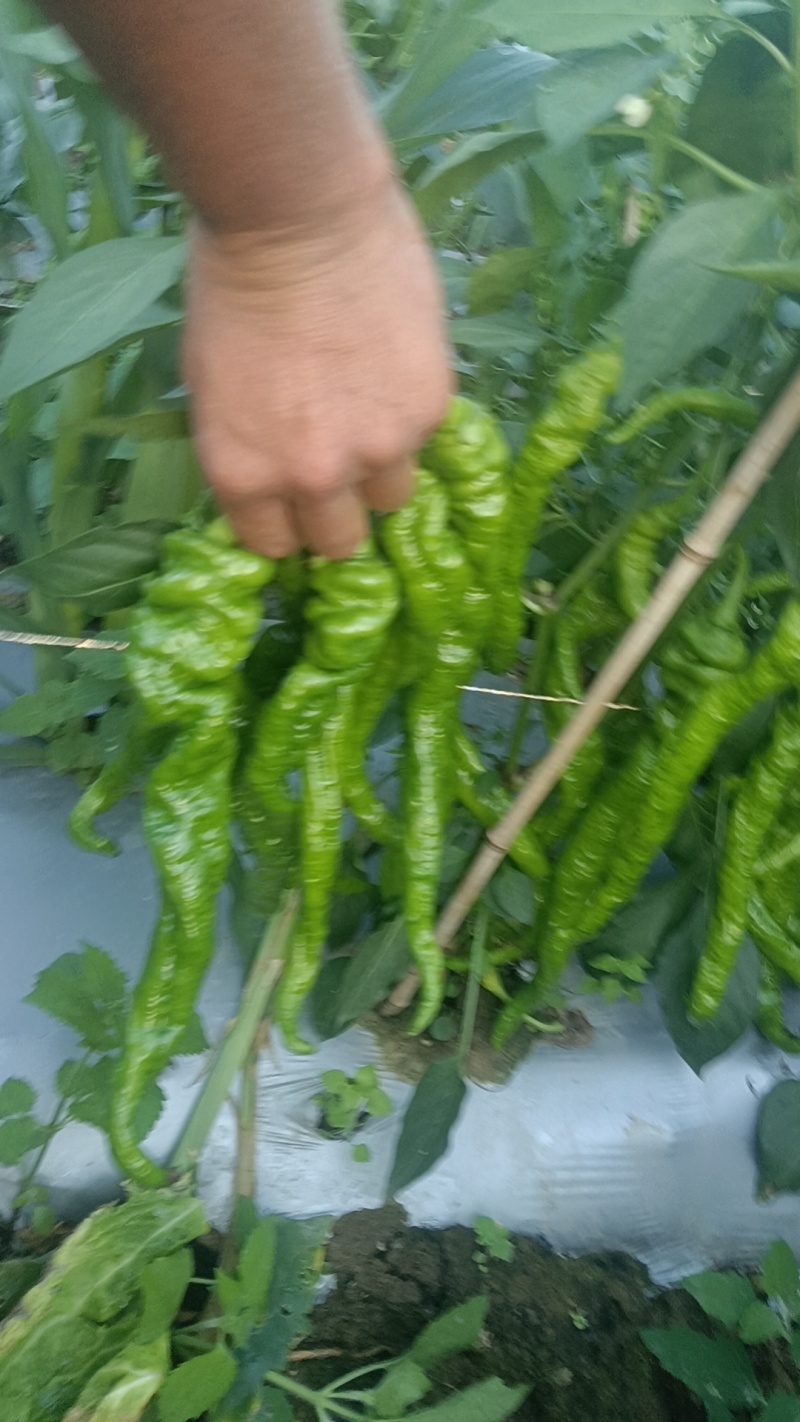 螺丝椒，薄皮高山精品螺丝椒，