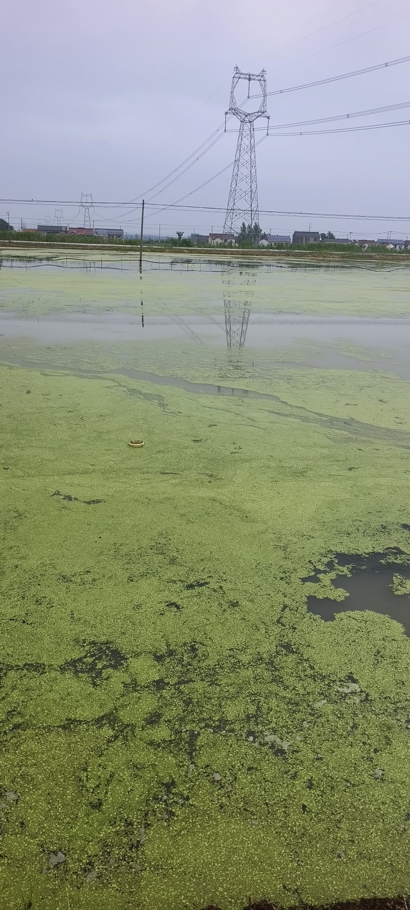 产地下雨价格漂亮48小时发货