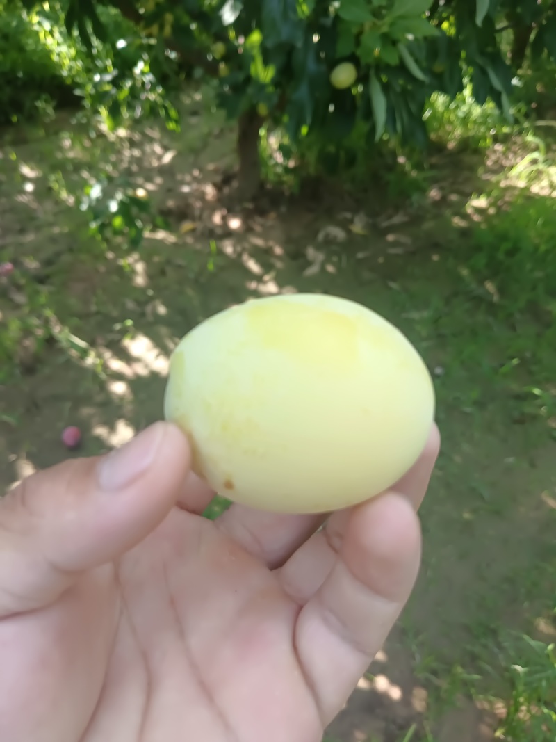 陕西大荔精品金西梅口感纯甜