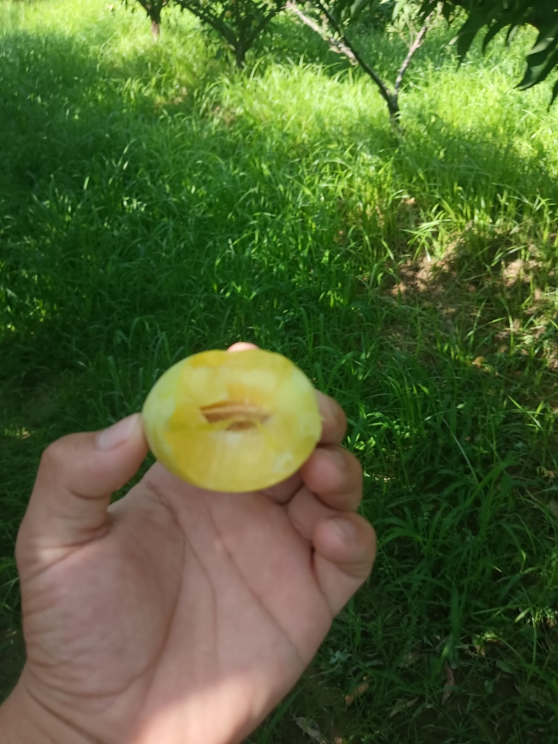 陕西大荔精品金西梅口感纯甜