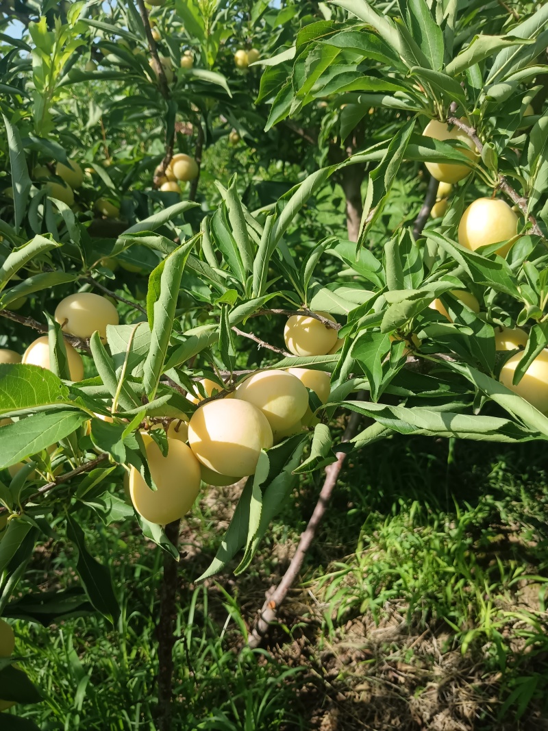 陕西大荔精品金西梅口感纯甜