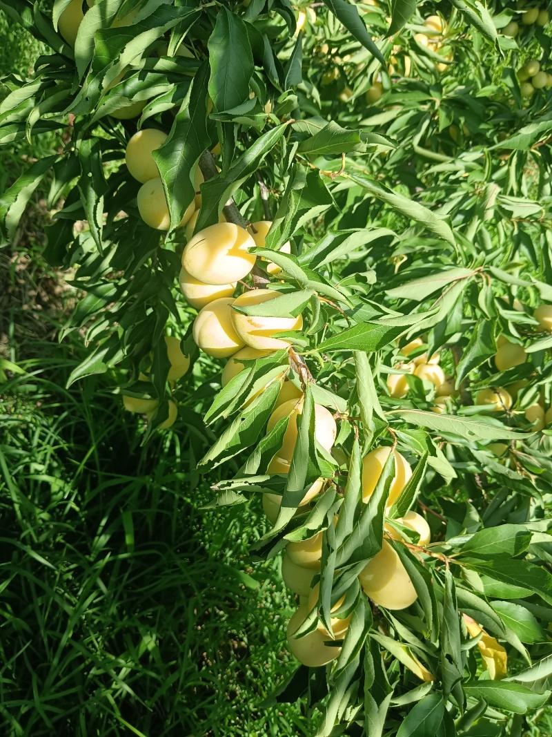陕西大荔精品金西梅口感纯甜