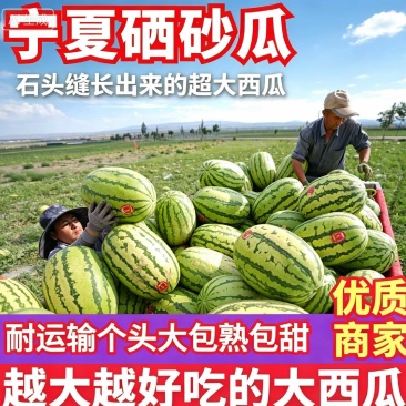 宁夏中卫硒砂瓜一手货源，质量保证，需要的老板欢迎来电